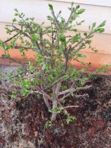 5 Reasons to Plant a Burning Bush